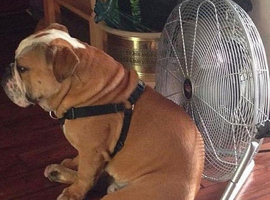 Your Dog is Not Lazy, It's Just Hot!