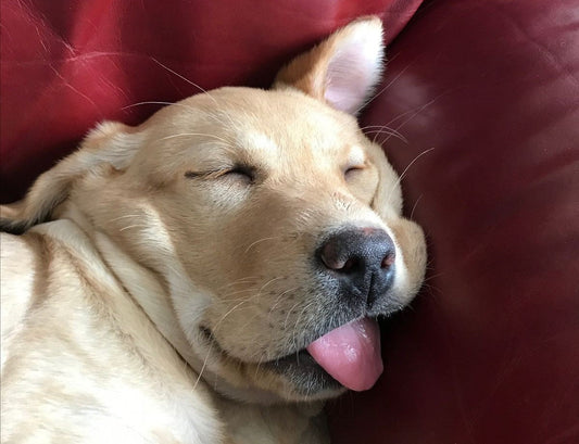 5 Signs Your Dog is Overheating (And One of Them Will Surprise You)