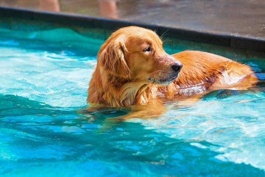 The Complete Guide to Keeping Your Dog Cool in Indian Summers