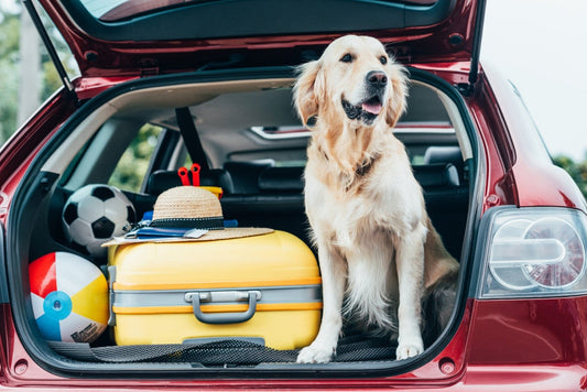 Travelling with Pets in Summer: A Safety Guide