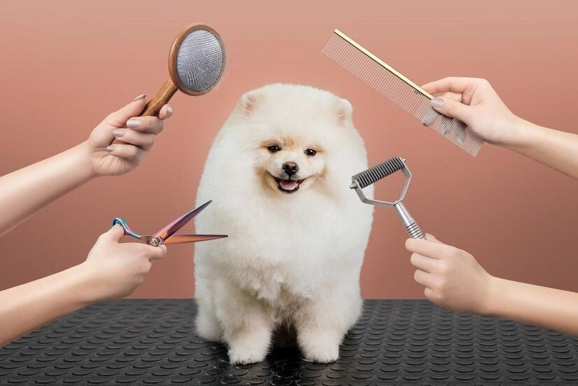 Summer Grooming for Dogs: What Helps vs What Harms