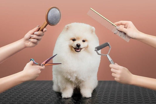 Summer Grooming for Dogs: What Helps vs What Harms