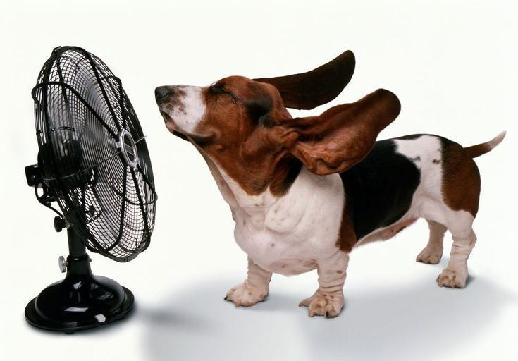AC vs Fan vs Cooling Mats: What Actually Works for Your Dog?