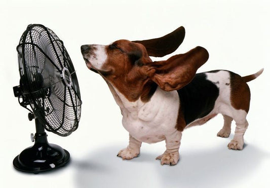 AC vs Fan vs Cooling Mats: What Actually Works for Your Dog?