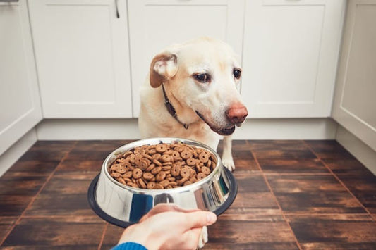 Why Your Dog Suddenly Doesn't Want Food (Spoiler: They're Fine)
