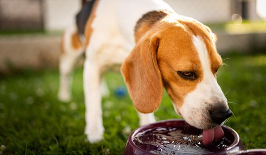 6 Easy Ways to Keep Your Dog Hydrated This Summer