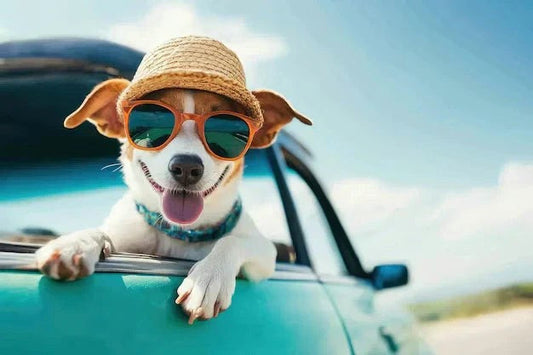 Summer Essentials Your Dog Actually Needs!