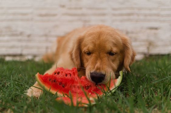 Best Summer Diet for Dogs: What to Feed and What to Avoid
