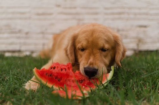 Best Summer Diet for Dogs: What to Feed and What to Avoid