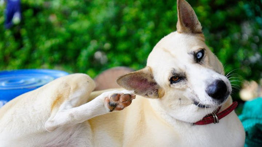 Your Dog is Scratching Non-Stop? Here's Why