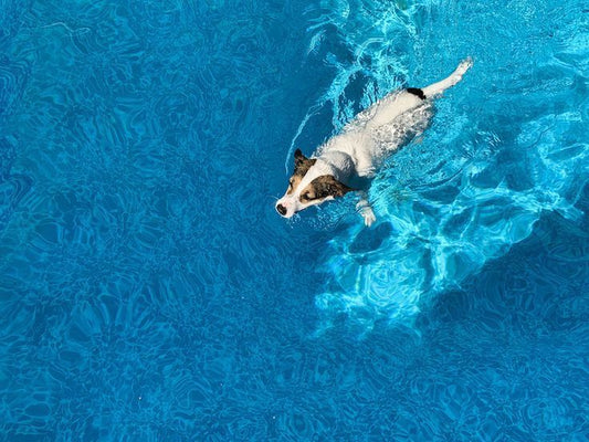 Dog Swimming: Fun or Risky? (The Honest Answer)