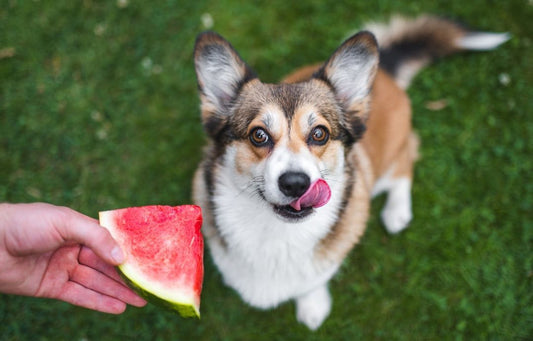Summer Food Combos Your Dog Will Actually Love