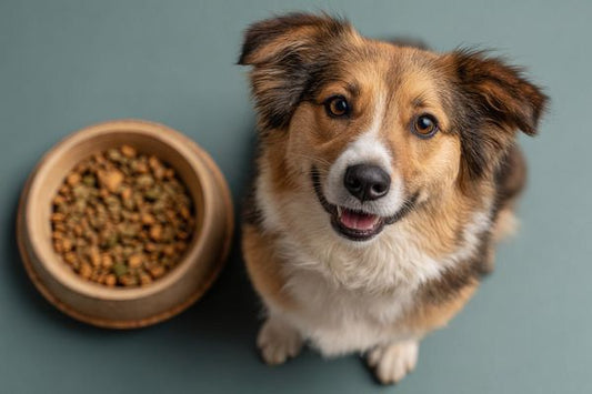 Dry Dog Food in Summer: Smart Ways to Make It Work