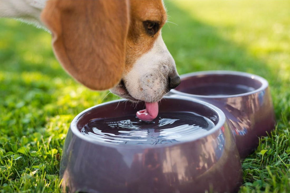 Is Your Dog Actually Drinking Enough Water This Summer?