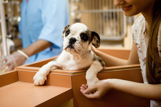 Things Pet Parents Overdo in Summer (A Loving Callout)
