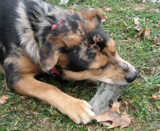 Ice Cubes for Dogs: Safe or Summer Myth?