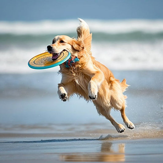 Summer Routine Reset for Your Dog (Before May Breaks Them)