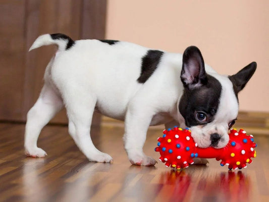 Your Puppy is Not Naughty. It's Just a Puppy.