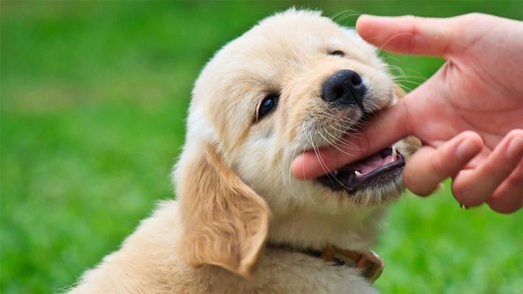 Puppy Biting Phase: It Will End. Here's How to Survive It.