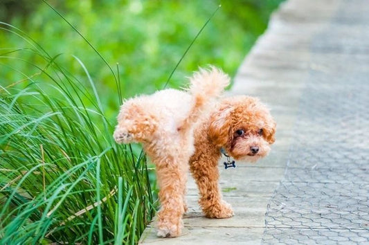 Potty Training Struggles? You Are Absolutely Not Alone.