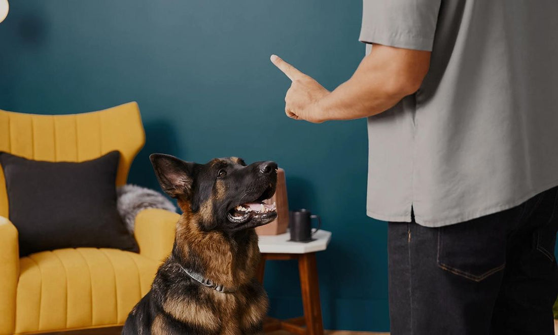 Things You Don't Actually Need to Buy for Your Puppy