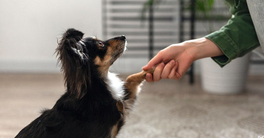 Building a Routine for Your Puppy (And Why It Makes Everything Easier)