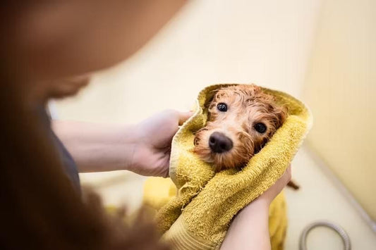 The New Puppy Panic is Real, and It's Completely Normal