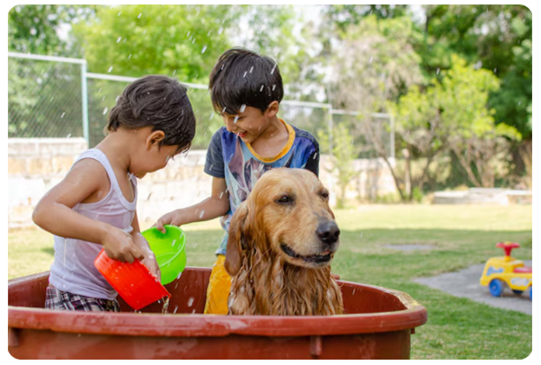 Summer Care for Pets: How to Keep Them Cool and Safe