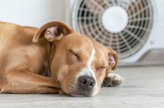 Daily Summer Routine Changes Every Pet Owner Should Make