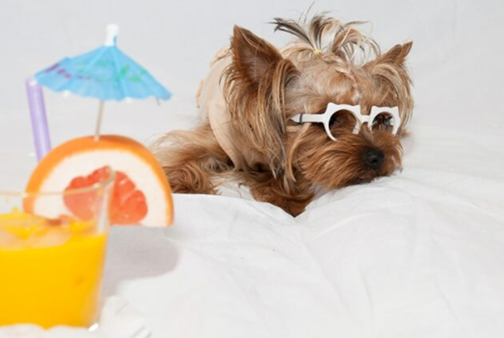 Early Signs of Heat Stress in Dogs and Cats