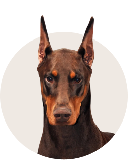 Doberman Pinscher