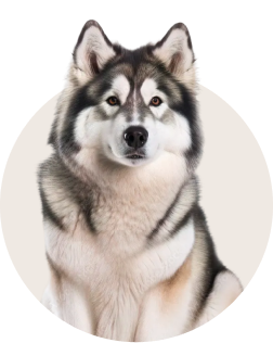 Alaskan Malamute
