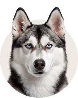 Siberian Husky