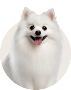 Indian Spitz