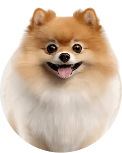 Pomeranian