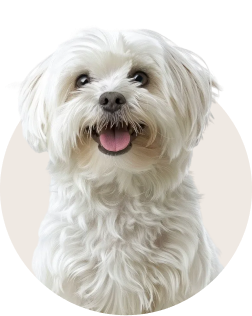Maltese