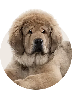 Tibetan Mastiff