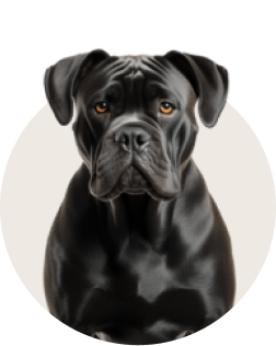 Cane Corso