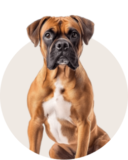 Boxer