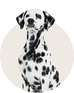 Dalmatian