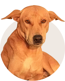 Indian Pariah Dog