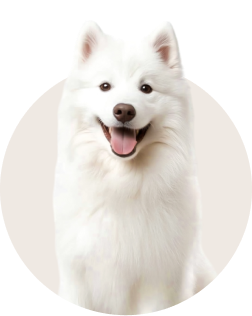 Samoyed