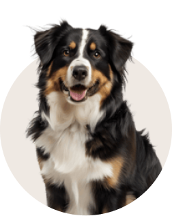 Australian Shepherd