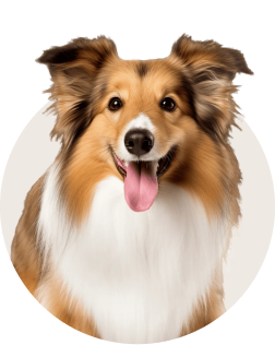Shetland Sheepdog
