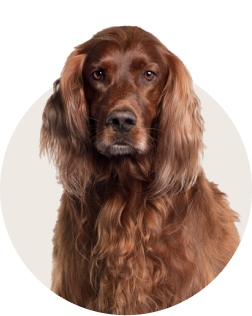 Irish Setter