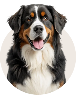 Bernese Mountain Dog