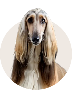 Afghan Hound