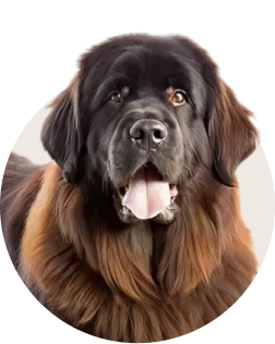 Newfoundland