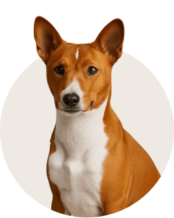 Basenji