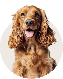 Cocker Spaniel